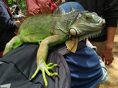 Iguana