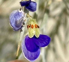 Psorothamnus spinosus