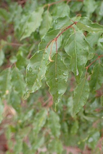 Image of Combretum padoides by no rights reserved