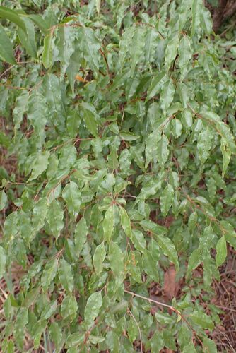 Image of Combretum padoides by no rights reserved
