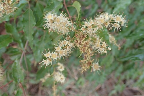 Thicket bushwillow (Combretum padoides)