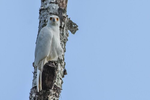 Variable Goshawk (Tachyspiza hiogaster), photo 9