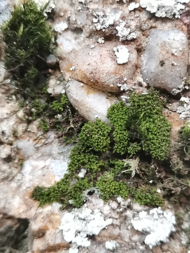 Hairy Dogtooth Moss (Cnestrum schisti)