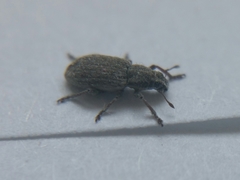Sitona humeralis