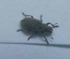 Sitona humeralis