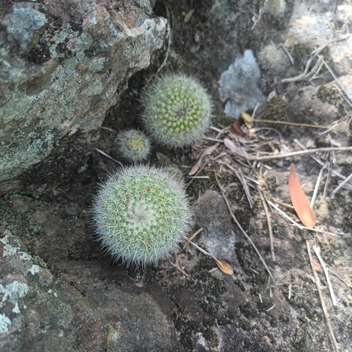 Parodia neobuenekeri