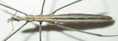Leptodema