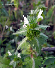 Lamium bifidum