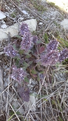 Ajuga orientalis