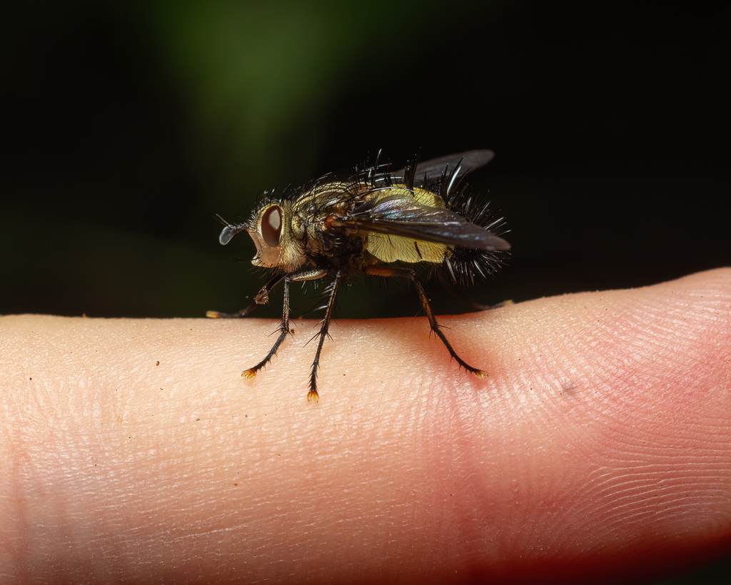 Itasaundersia robusta