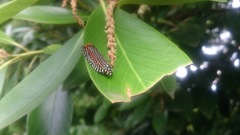Cerace xanthocosma