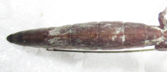 Leptodema