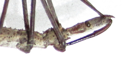 Leptodema