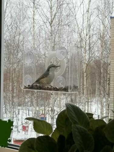 Eurasian Nuthatch