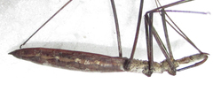 Leptodema