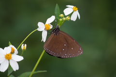 Euploea eunice hobsoni