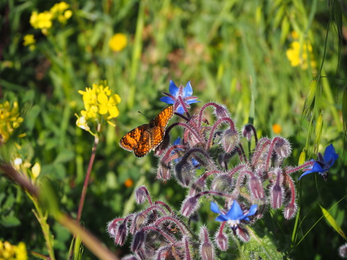 Knapweed Fritillary photo 5