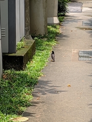 Acridotheres javanicus