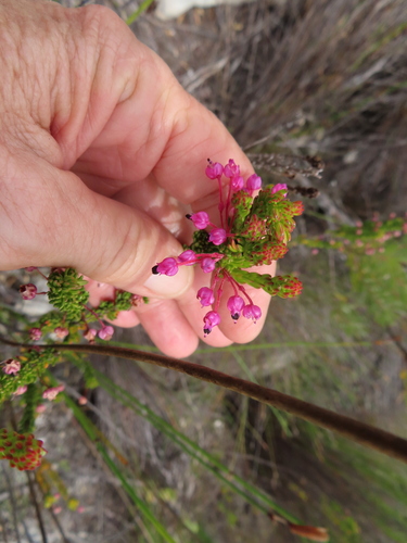 Image of Erica gracilipes by (c) linkie, some rights reserved (CC BY)