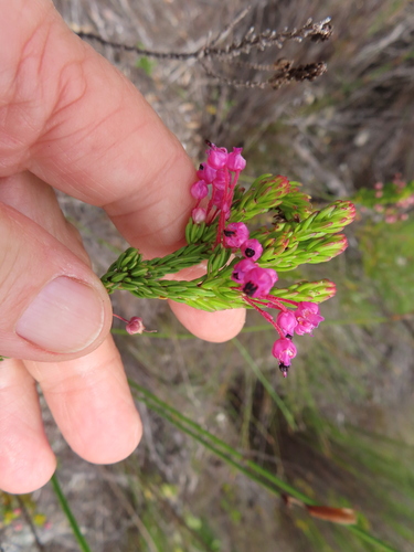 Image of Erica gracilipes by (c) linkie, some rights reserved (CC BY)