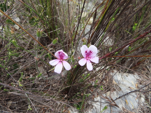 Image of Pelargonium elegans by (c) linkie, some rights reserved (CC BY)