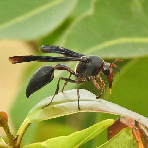Black Mud Wasp