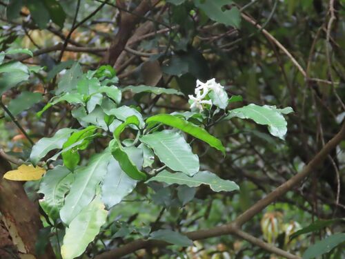Image of Tabernaemontana ventricosa by no rights reserved