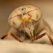 黃虻屬 - Photo 由 Rudolph Steenkamp 所上傳的 (c) Rudolph Steenkamp，保留部份權利CC BY-NC