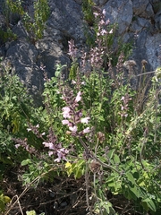 Salvia fruticosa