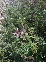 Salvia fruticosa
