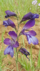 Gladiolus atroviolaceus