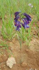 Gladiolus atroviolaceus