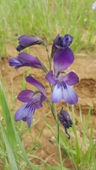 Gladiolus atroviolaceus