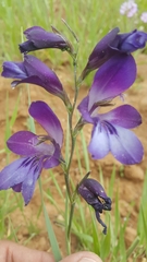 Gladiolus atroviolaceus
