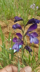 Gladiolus atroviolaceus
