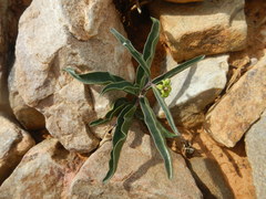 Raphionacme galpinii