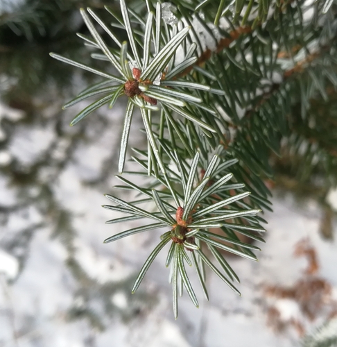 smrek omorikový (Picea omorika)