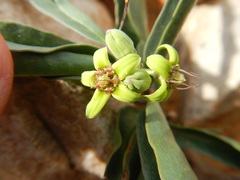 Raphionacme galpinii