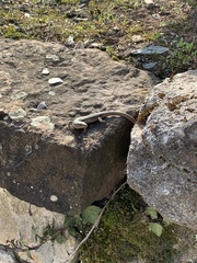 Podarcis muralis