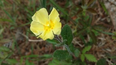 Crocanthemum carolinianum