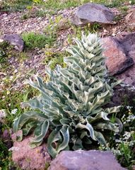 Verbascum mucronatum