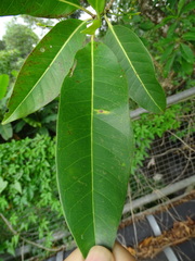 Syzygium nervosum