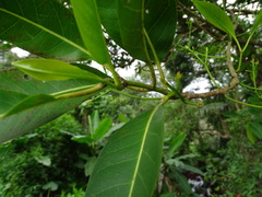 Syzygium nervosum