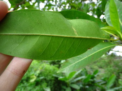 Syzygium nervosum