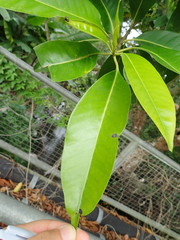 Syzygium nervosum