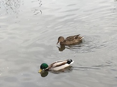 Anas platyrhynchos