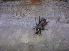 Nicrophorus humator