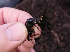 Nicrophorus humator