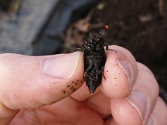 Nicrophorus humator
