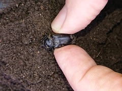 Nicrophorus humator